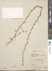 Triodanis perfoliata subsp. biflora image