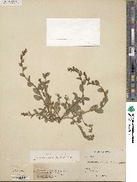 Triodanis perfoliata subsp. biflora image