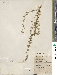 Triodanis perfoliata subsp. biflora image