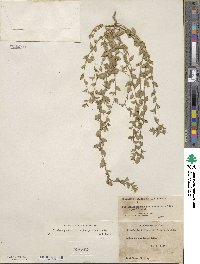 Triodanis perfoliata subsp. biflora image