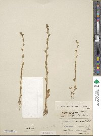 Triodanis perfoliata subsp. biflora image