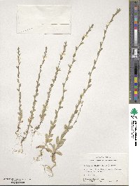 Triodanis perfoliata subsp. biflora image