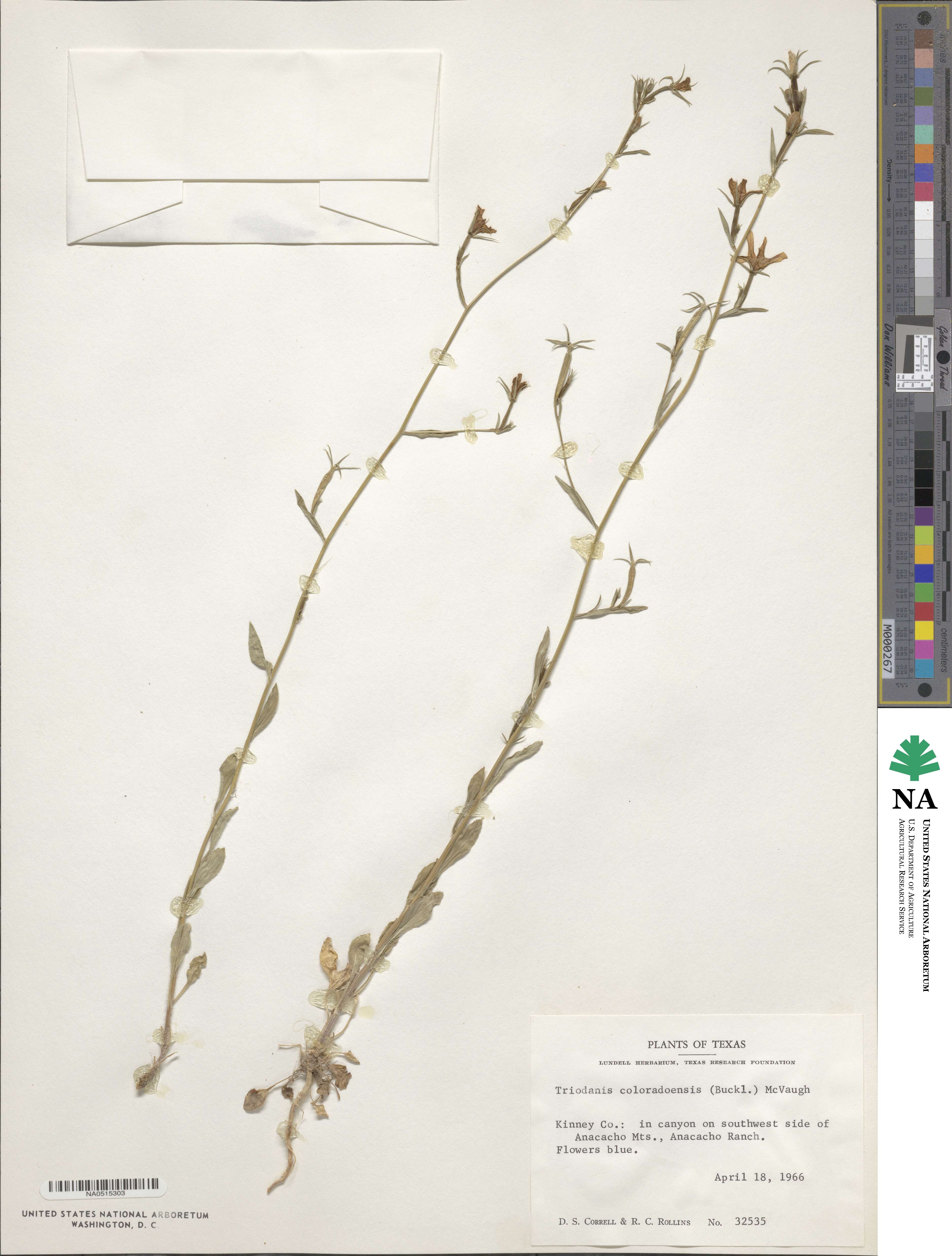 Triodanis coloradoensis image