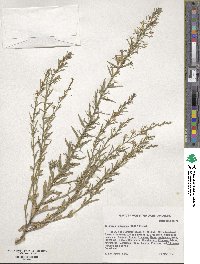 Triodanis leptocarpa image