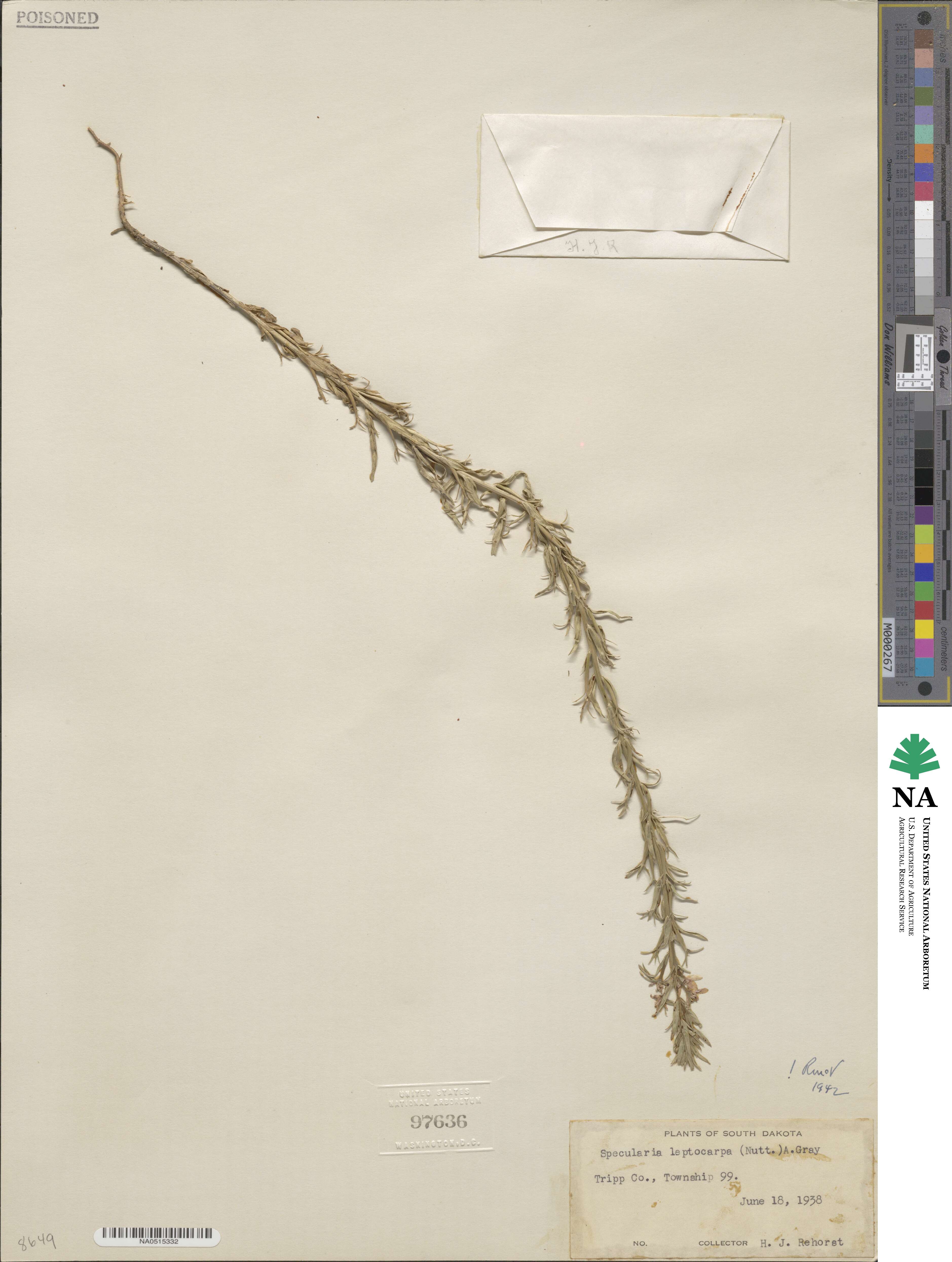 Triodanis leptocarpa image