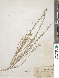 Triodanis perfoliata image