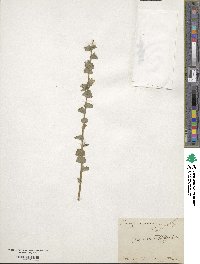 Triodanis perfoliata image