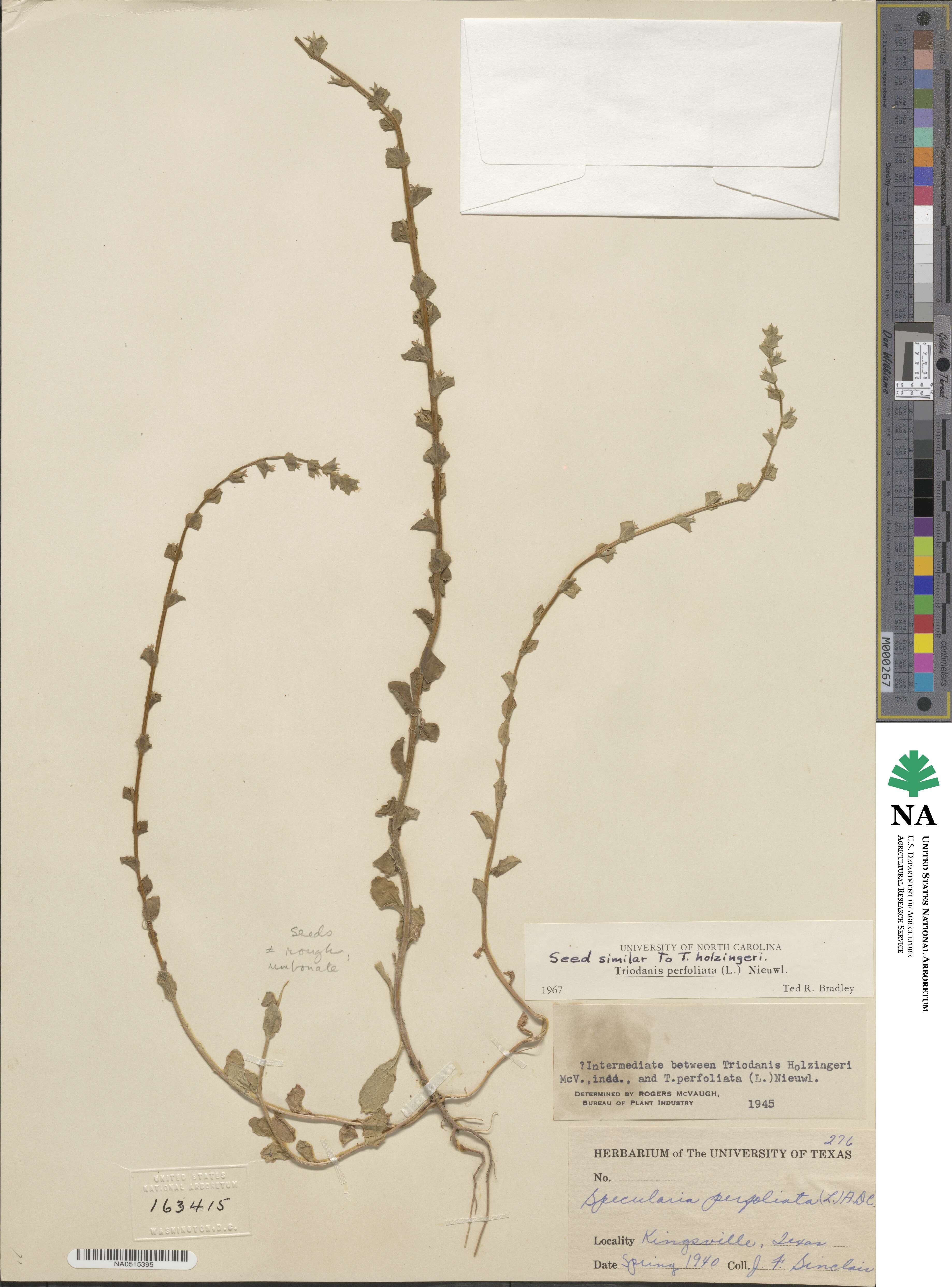 Triodanis image