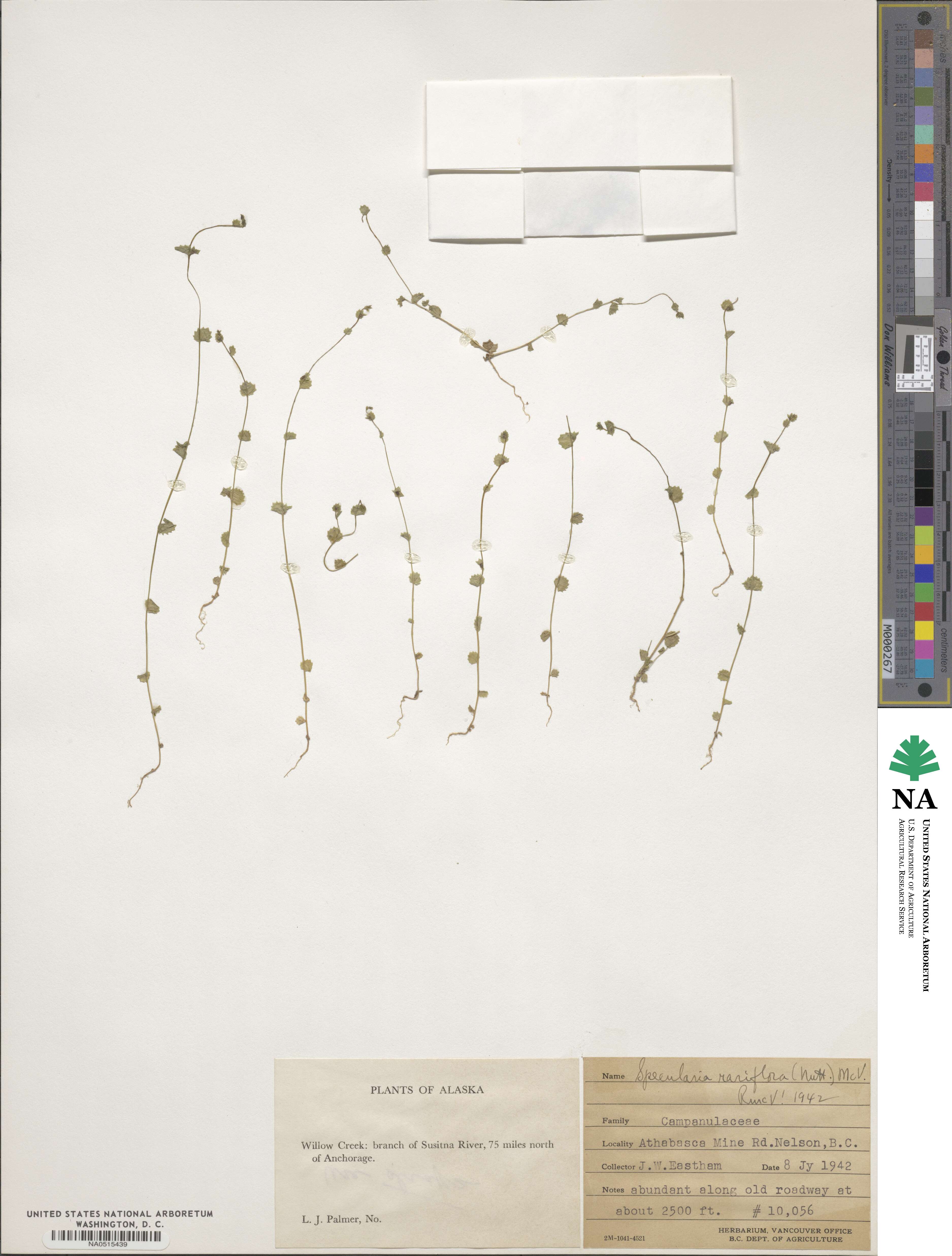 Heterocodon rariflorum image