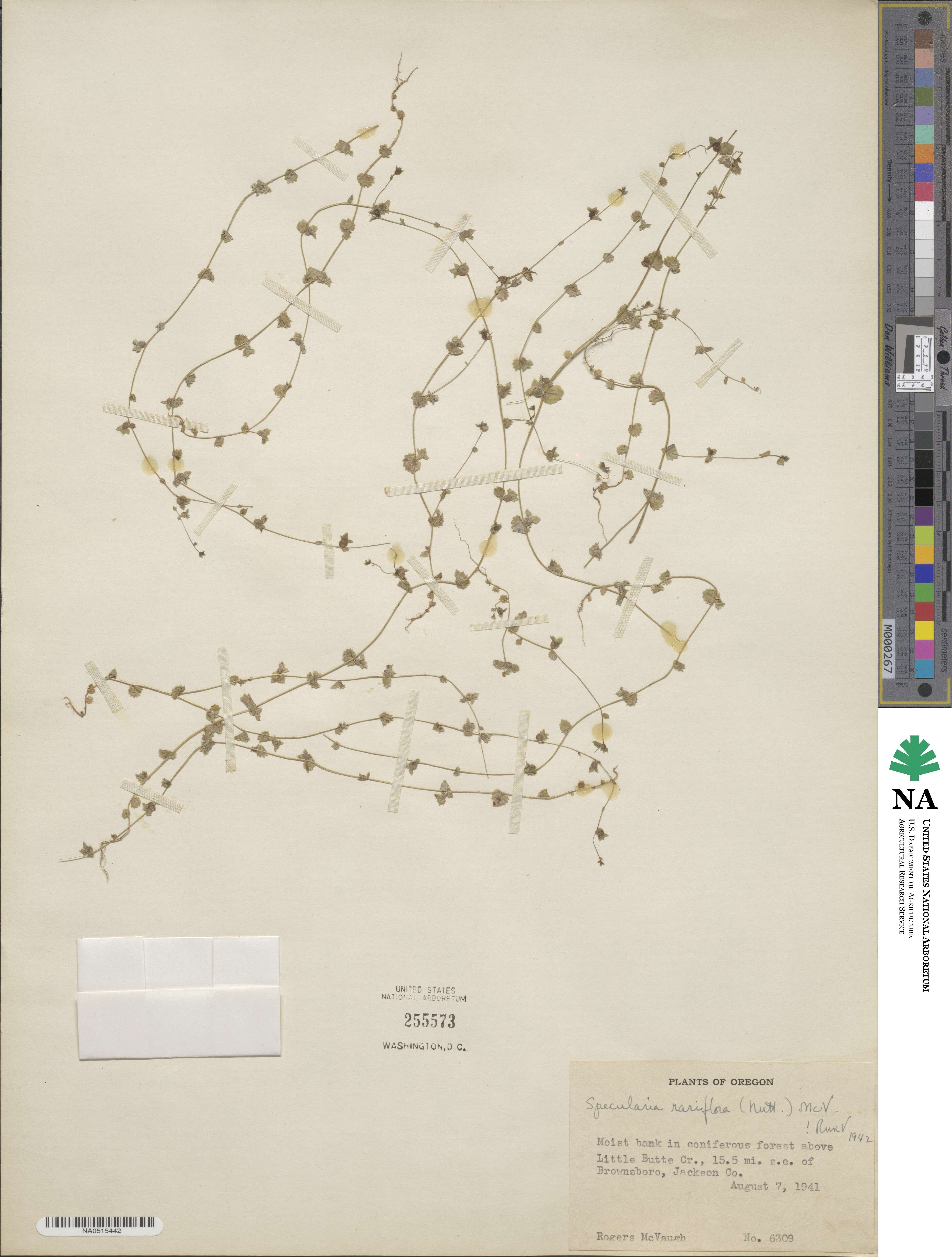 Heterocodon rariflorum image