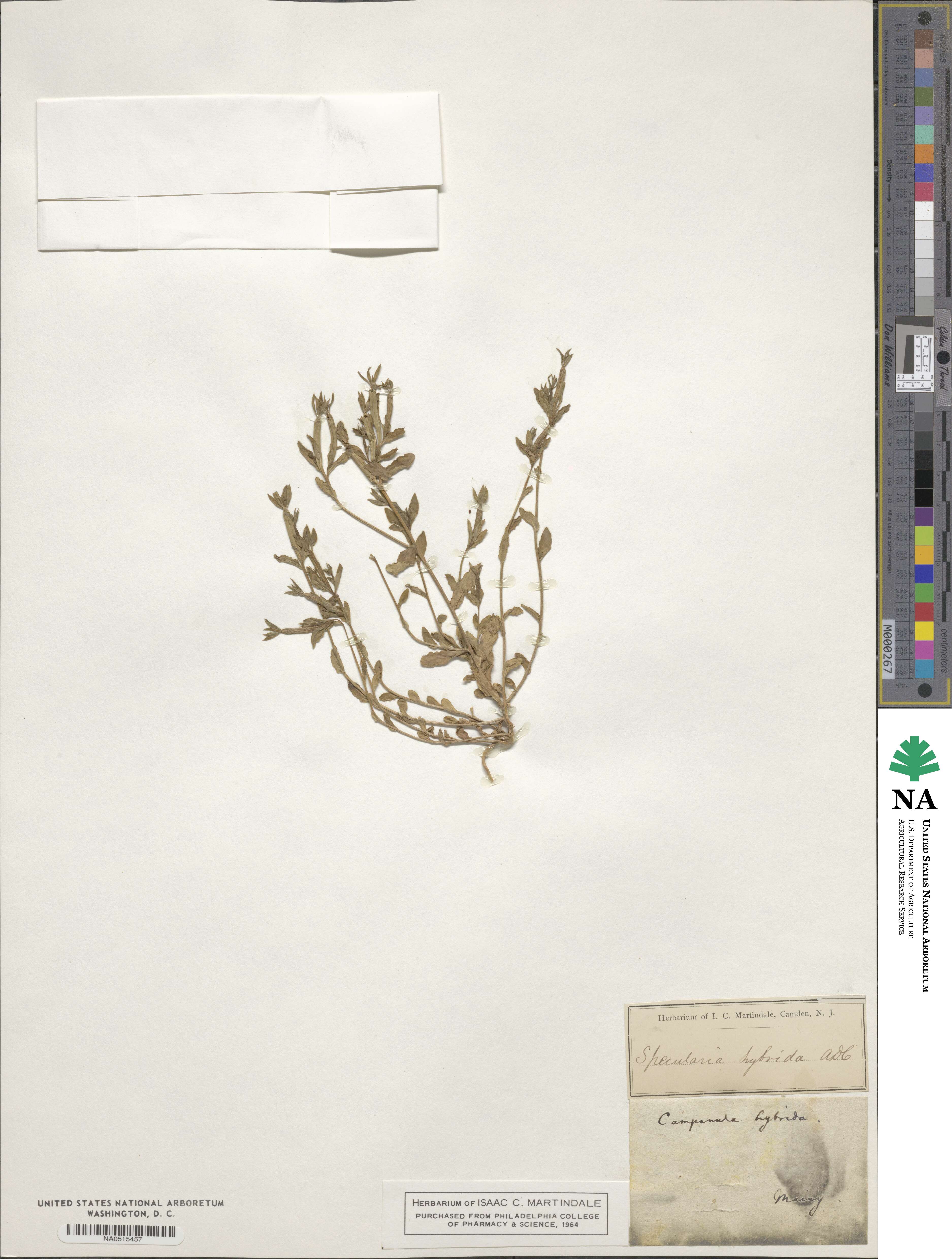 Legousia hybrida image