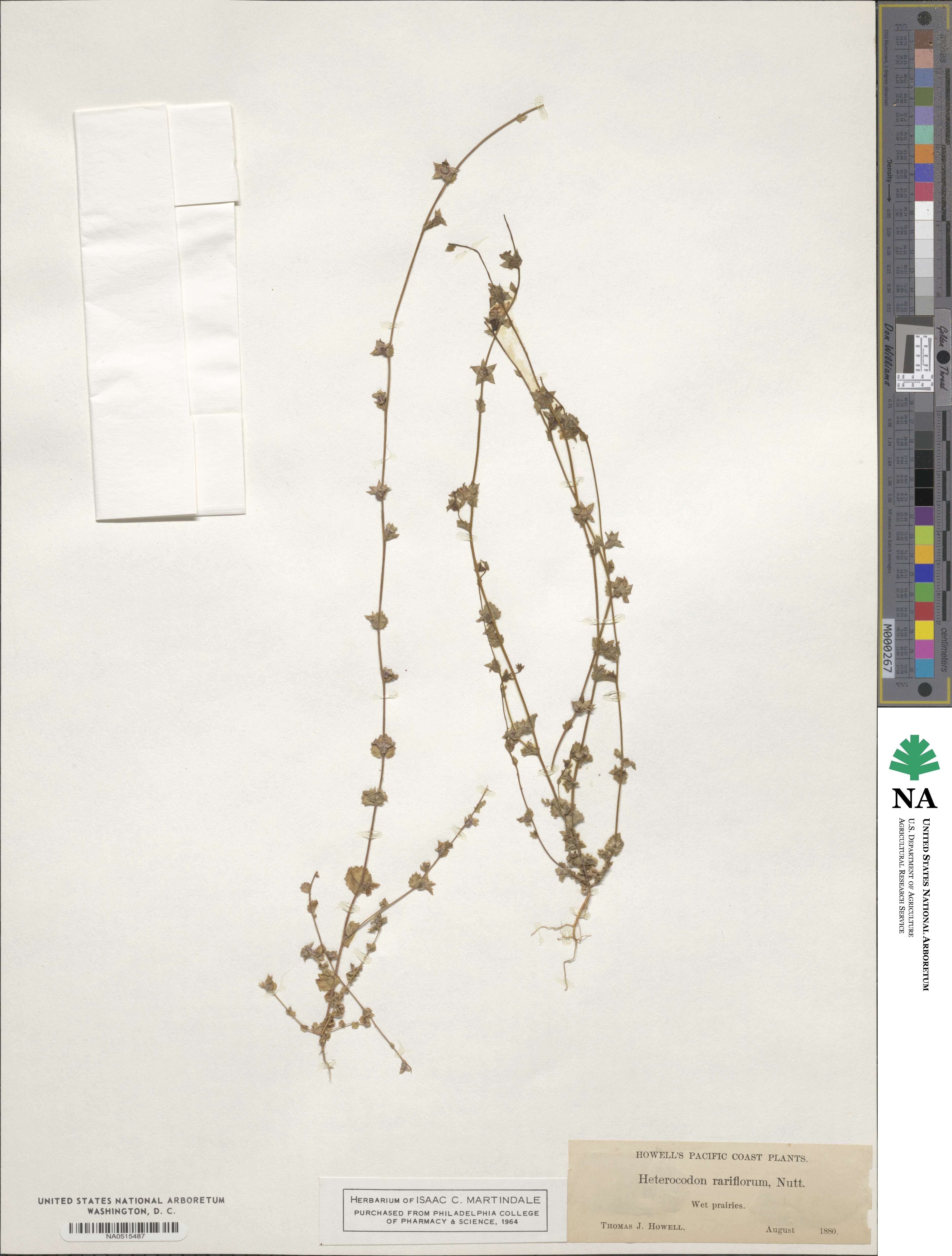 Heterocodon rariflorum image