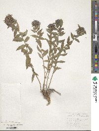 Trachelium coeruleum image