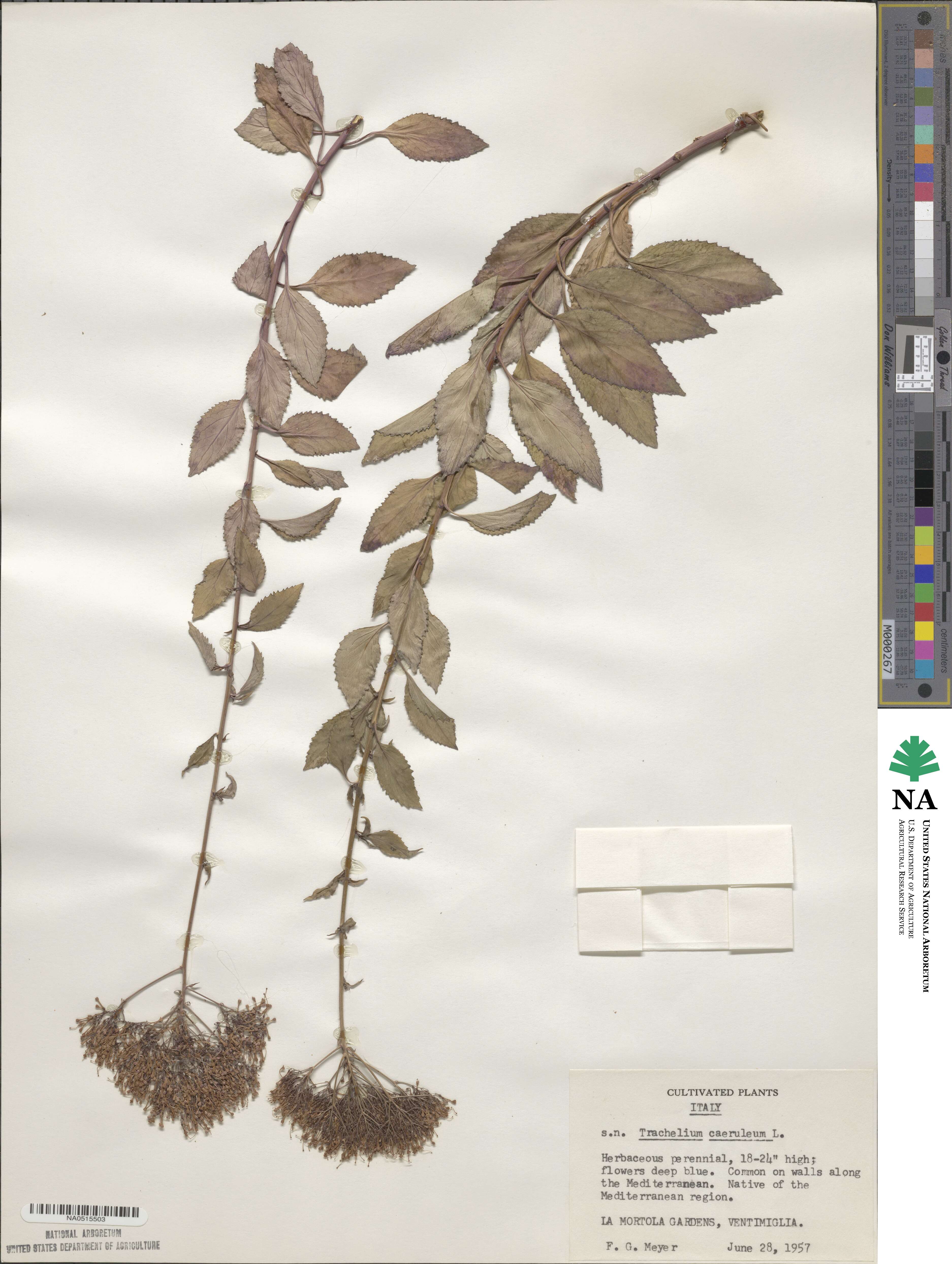 Trachelium coeruleum image