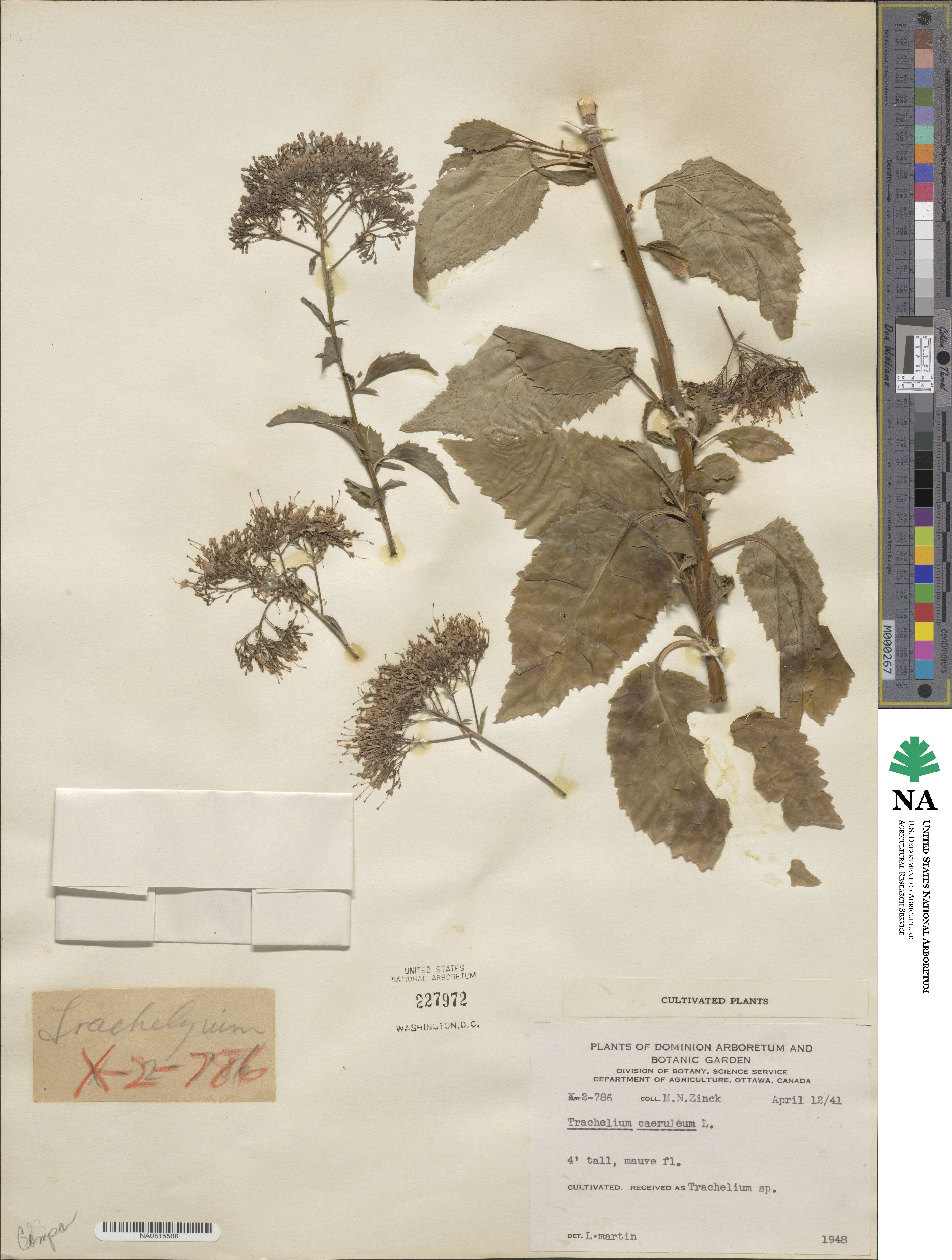 Trachelium coeruleum image