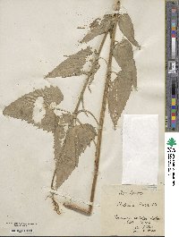 Phyteuma ovatum subsp. ovatum image