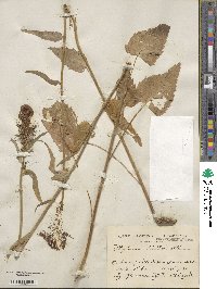 Phyteuma ovatum subsp. ovatum image