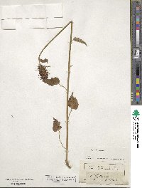 Phyteuma ovatum subsp. ovatum image