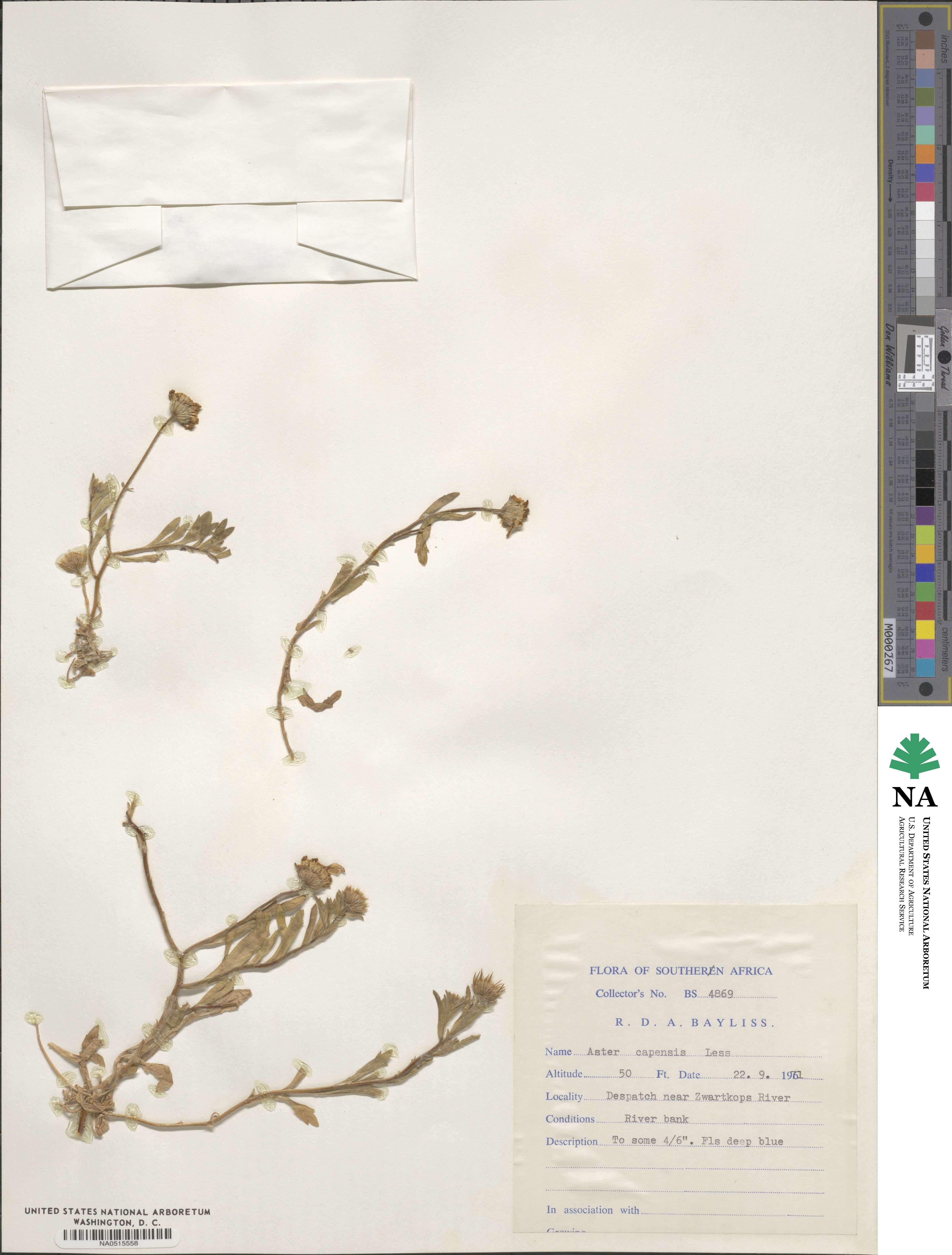 Felicia amelloides image