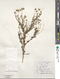 Aster erigeroides image