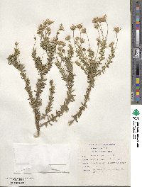 Aster erigeroides image