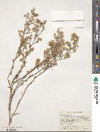 Aster subulatus image