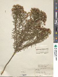 Image of Aster acris