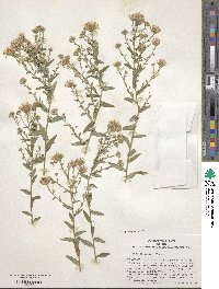 Aster ageratoides image