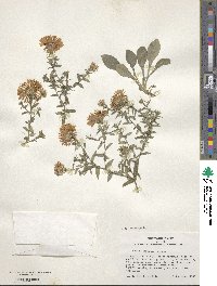 Aster ageratoides image