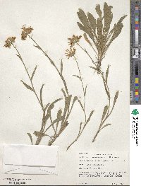 Aster alpinus image