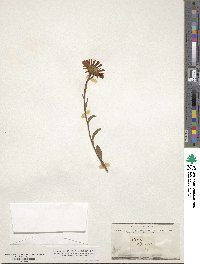 Aster alpinus image