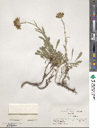 Aster alpinus image