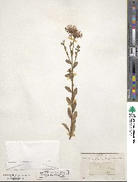 Aster amellus image