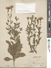 Aster amellus image