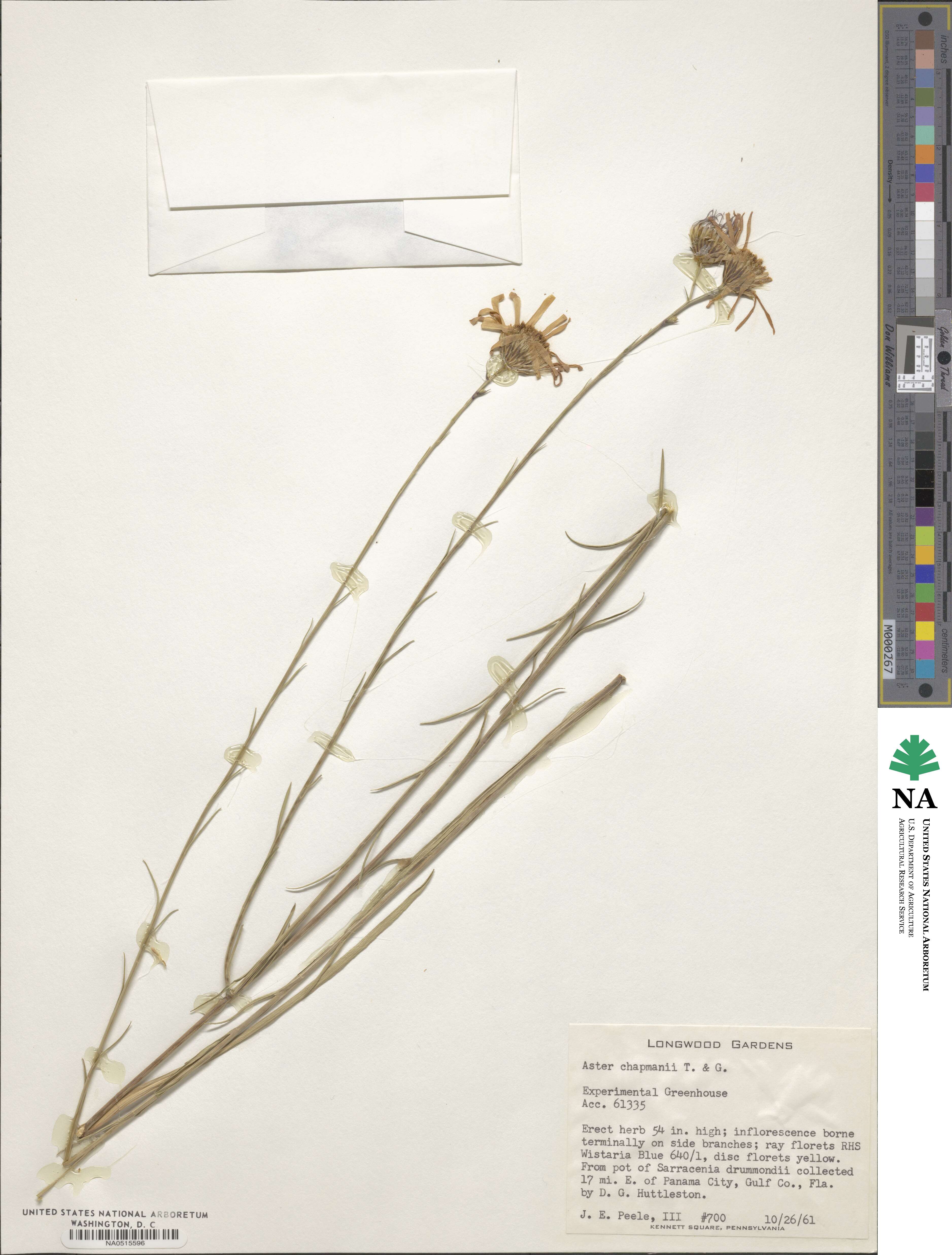 Symphyotrichum chapmanii image