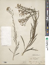 Image of Aster conyzoides