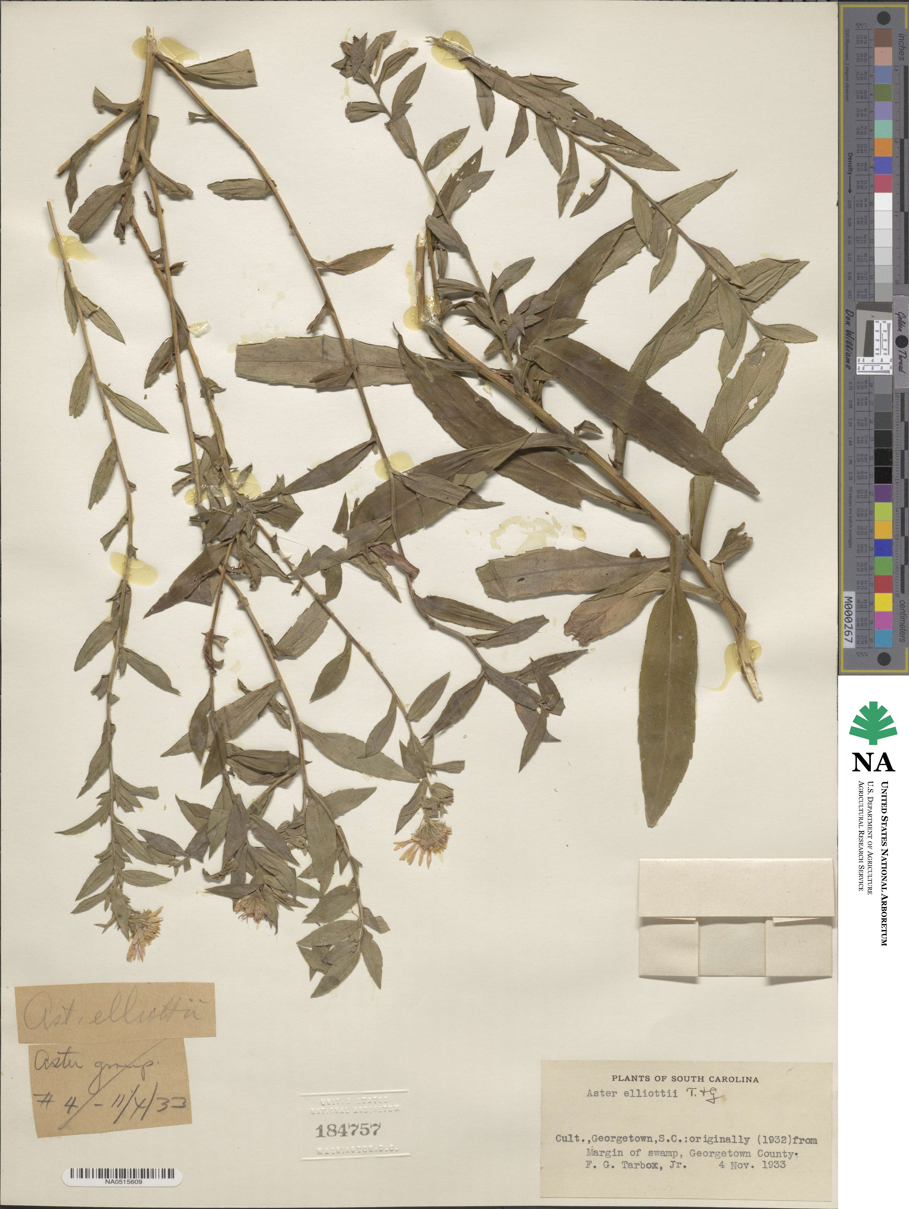 Symphyotrichum elliottii image