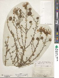 Image of Aster grandiflorus