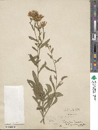 Aster amellus image