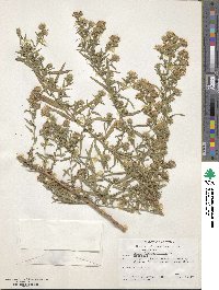 Ionactis linariifolia image