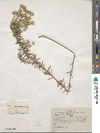 Ionactis linariifolia image