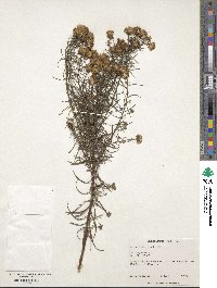 Image of Aster linosyris