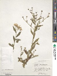 Image of Aster mongolicus