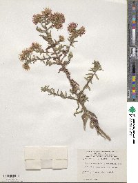 Symphyotrichum novae-angliae image