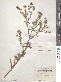 Aster paniculatus image