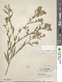 Aster paniculatus image