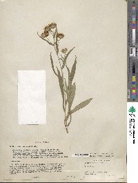 Aster paniculatus image