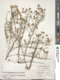 Symphyotrichum pilosum image