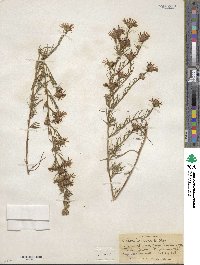 Symphyotrichum priceae image