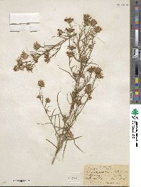 Symphyotrichum priceae image